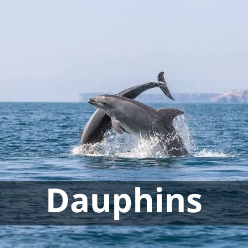 Dauphins à Olhão