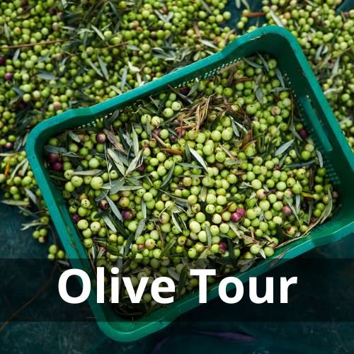 Oliveraie à Olhão