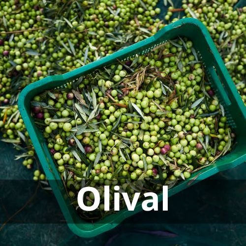 Oliveraie à Olhão
